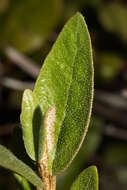 Image of russet buffaloberry