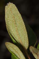 Image of russet buffaloberry