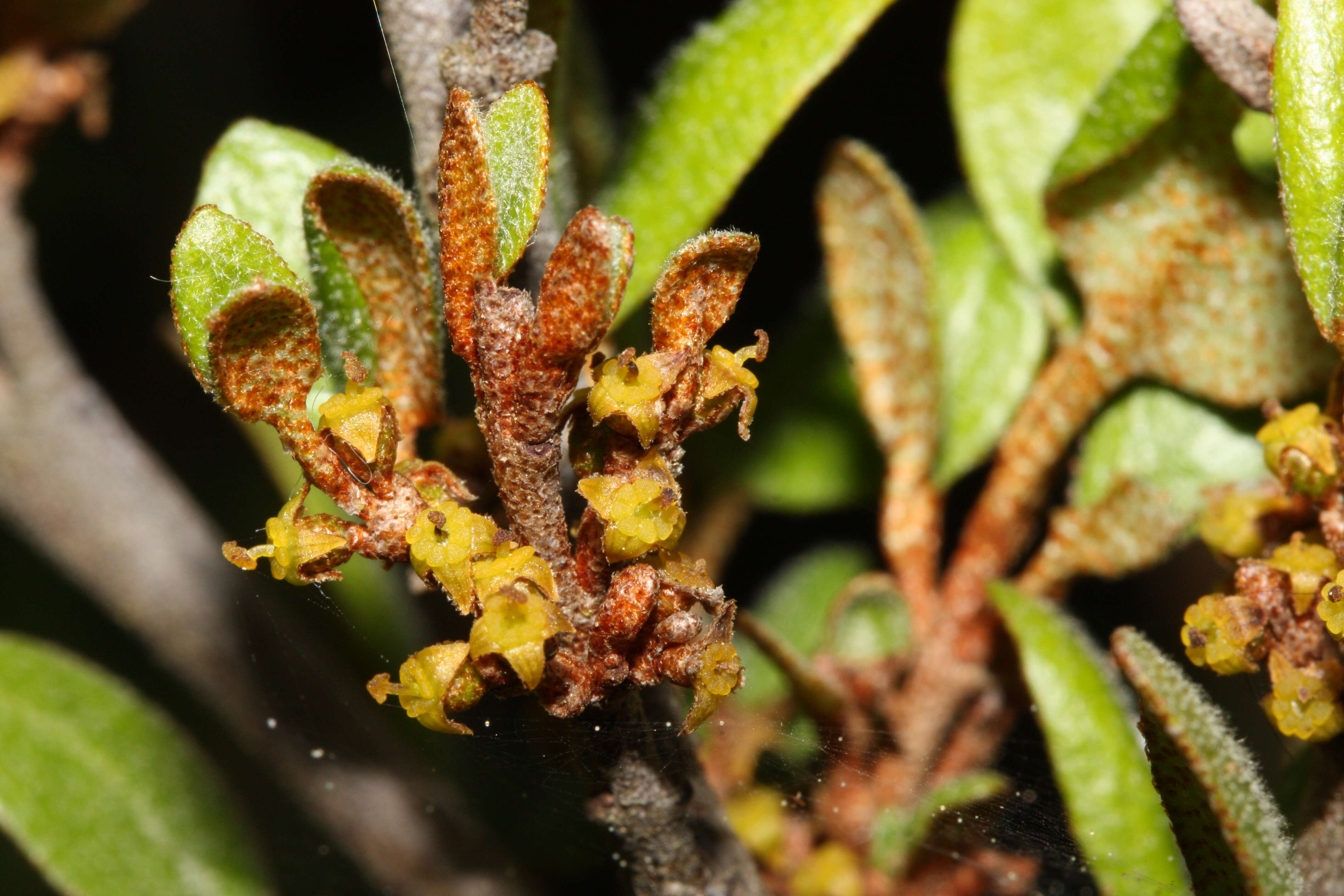 Image of russet buffaloberry