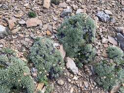 Image of rockjasmine buckwheat