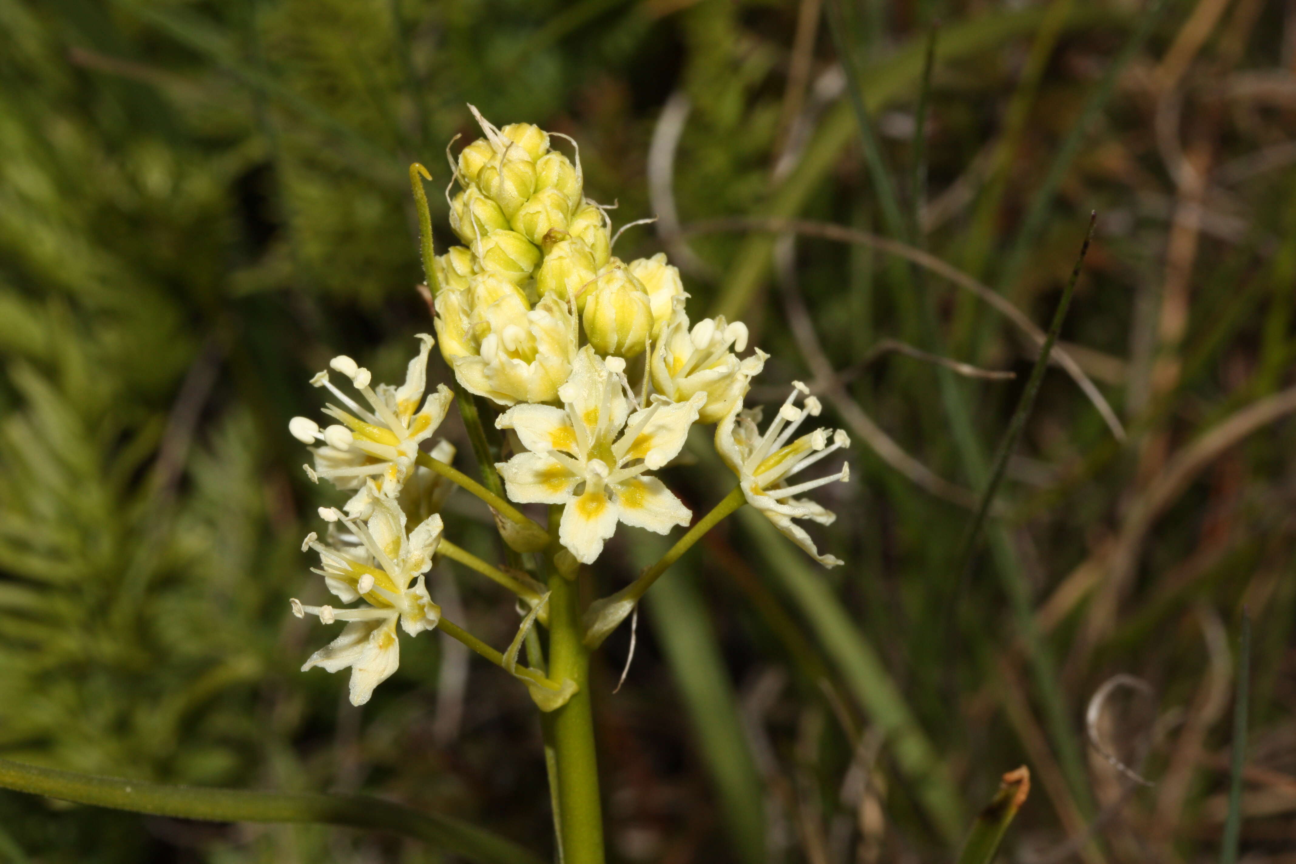 Image of meadow death camas