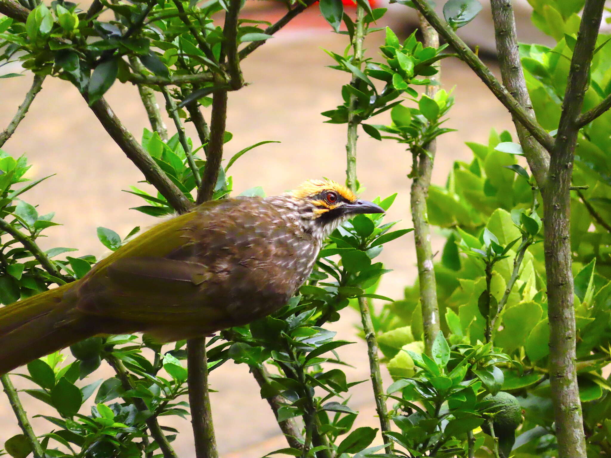 Image of Straw-crowned Bulbul