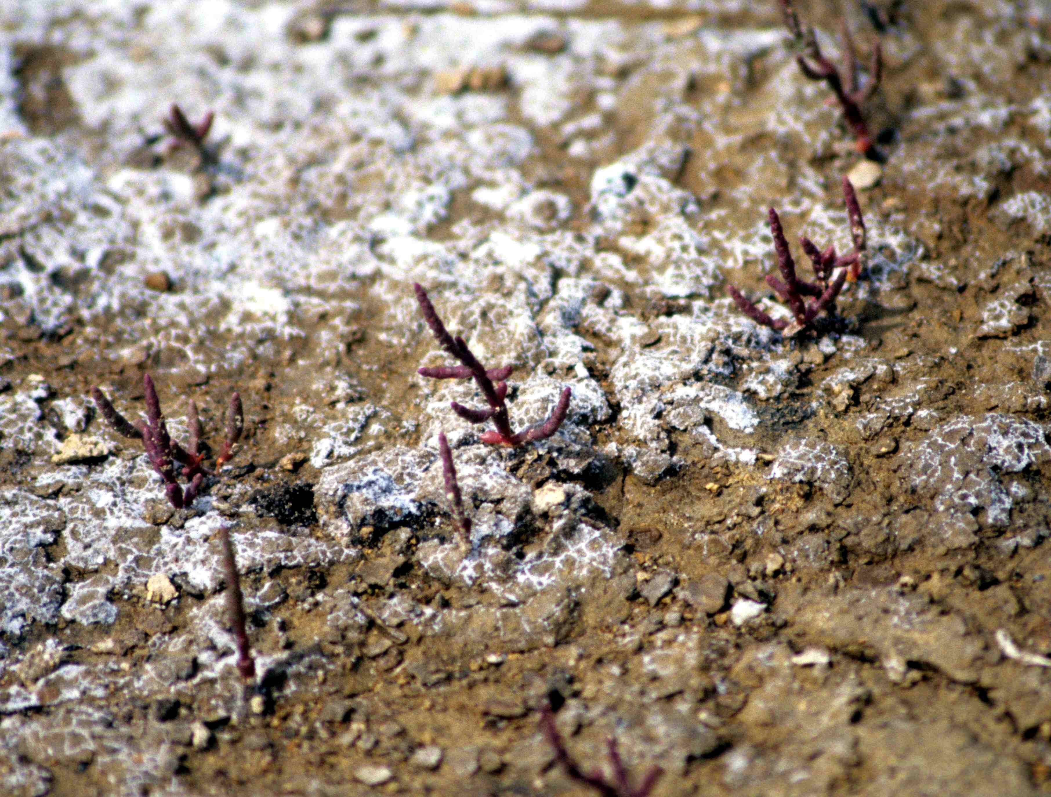 Image of glasswort