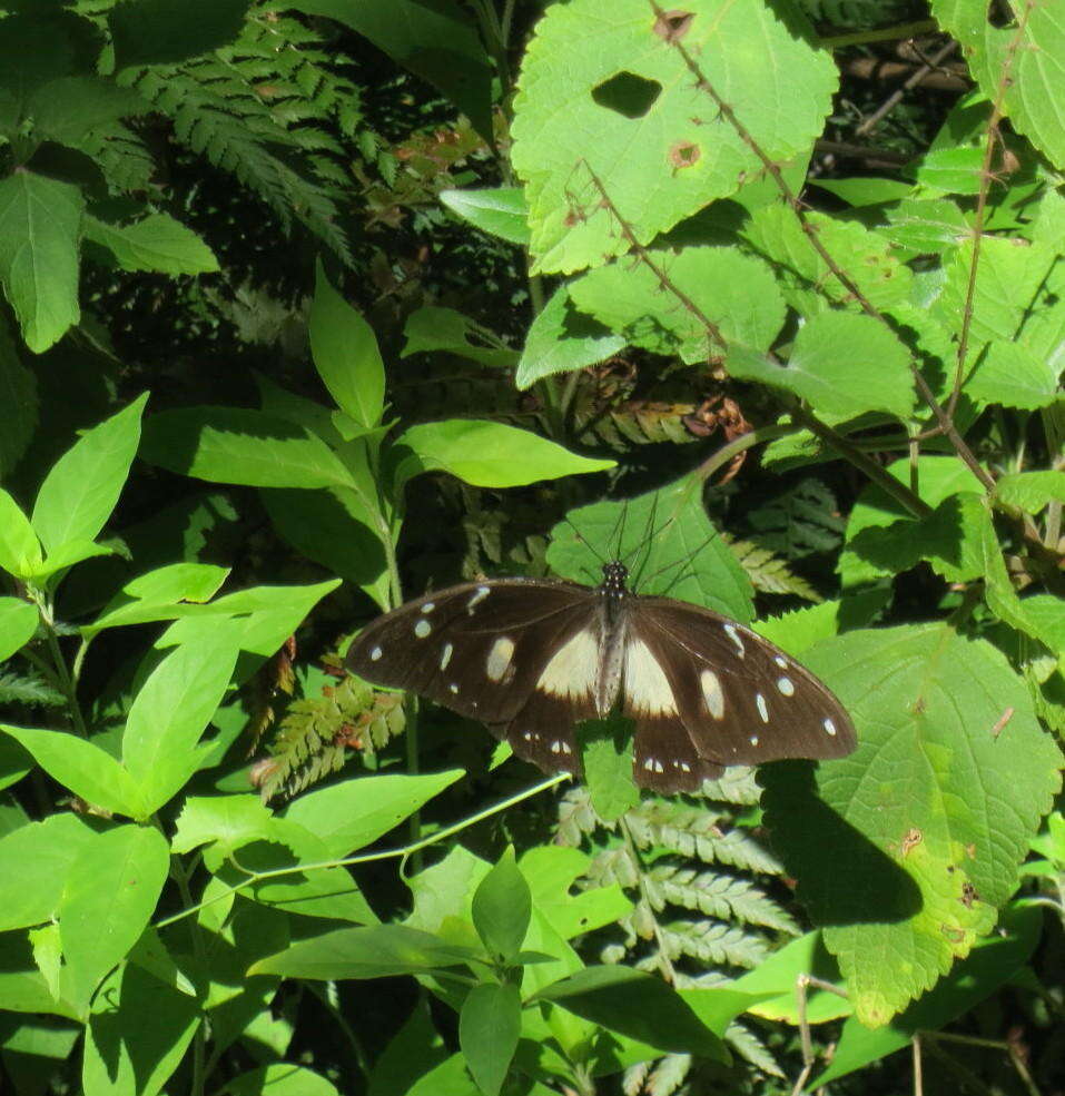 Imagem de Papilio dardanus Brown 1776