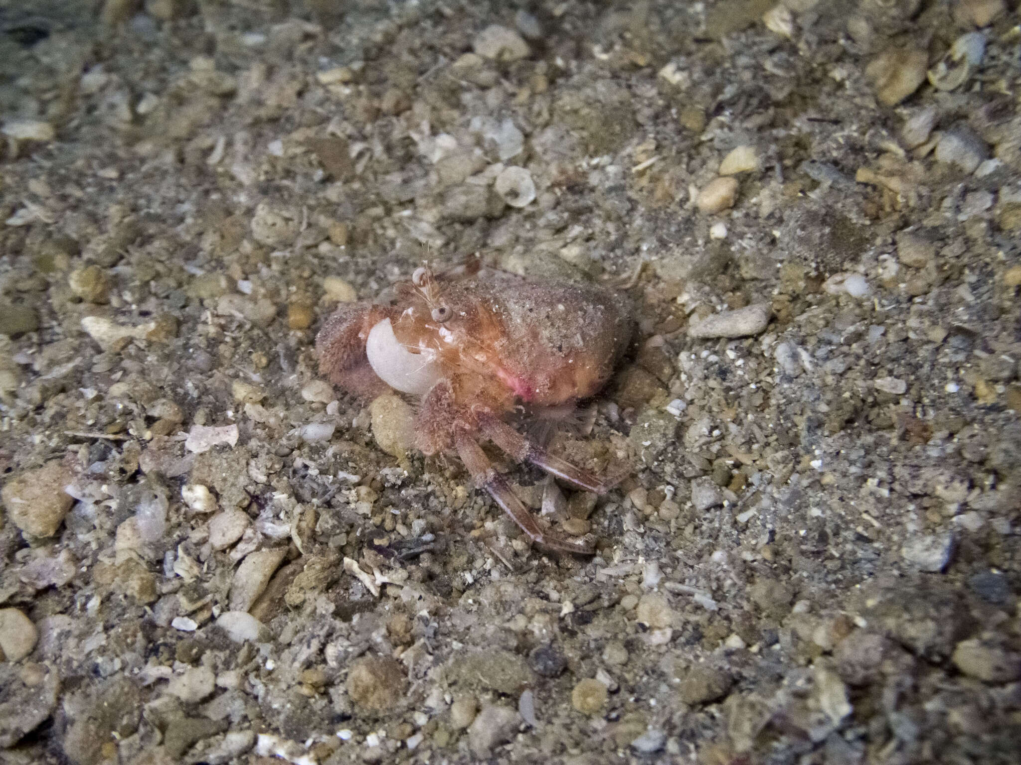 Image of Prideaux's hermit crab