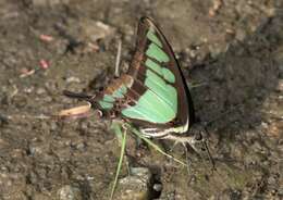 Image of Glassy Bluebottle Butterfly