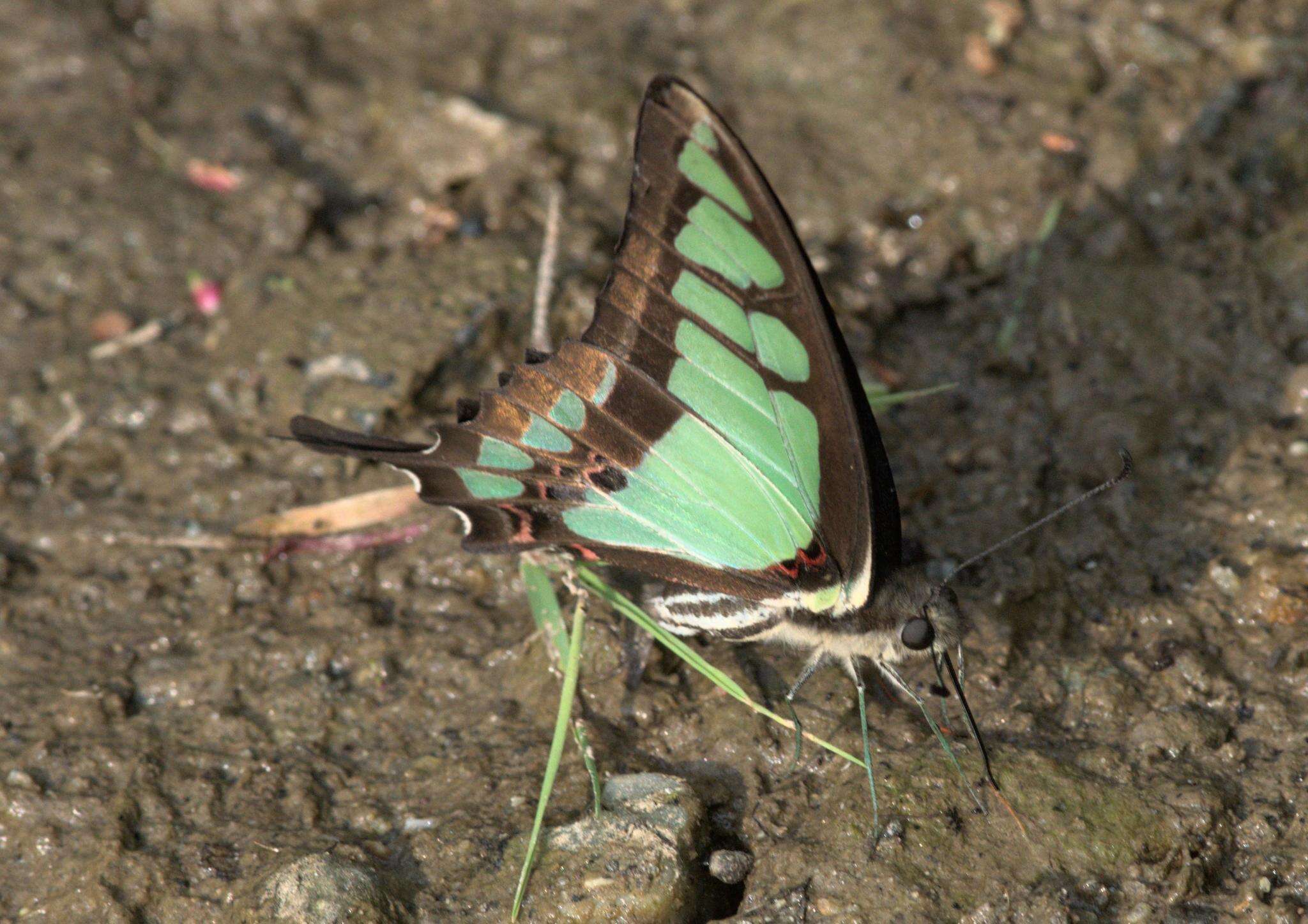 Image of Glassy Bluebottle Butterfly