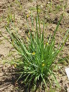 صورة Sisyrinchium californicum (Ker Gawl.) Dryand.