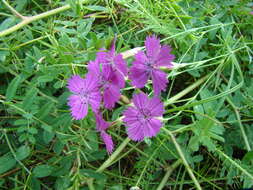 صورة Dianthus campestris M. Bieb.