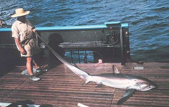 Image of Pelagic Thresher