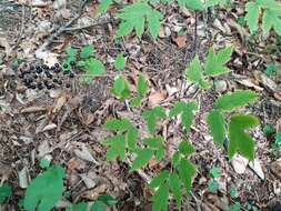 Image of Actaea spicata var. acuminata (Wall. ex Royle) Hara