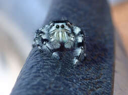 صورة Phidippus adumbratus Gertsch 1934