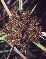 Imagem de Cyperus erythrorhizos Muhl.