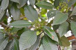 Image of Psychotria mexiae Standl.