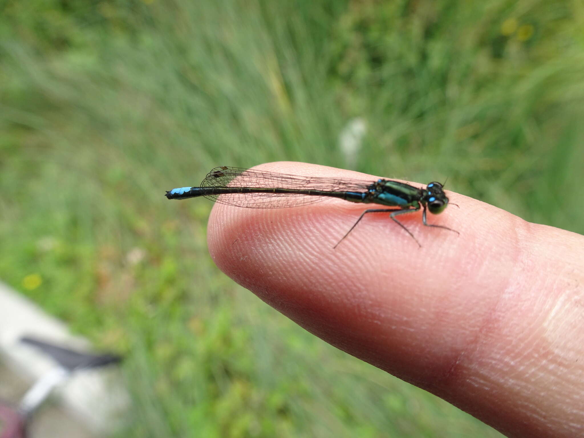 Image of San Francisco Forktail