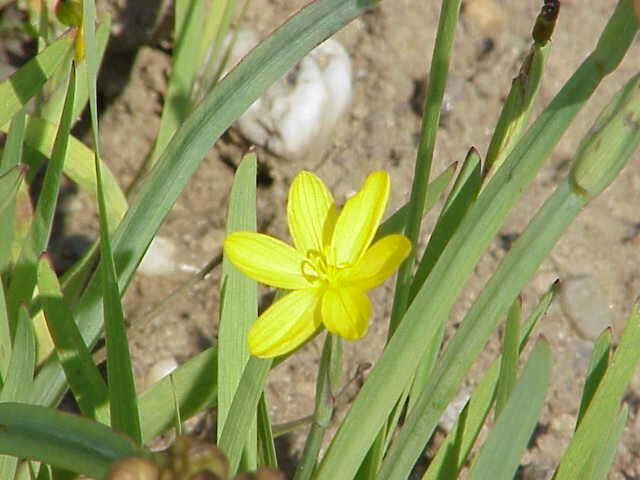 صورة Sisyrinchium californicum (Ker Gawl.) Dryand.