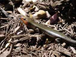 Image of Broad-headed Skink