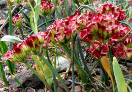 Image of Spanish Needle onion