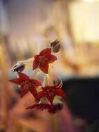 Image of Drosera adelae F. Muell.