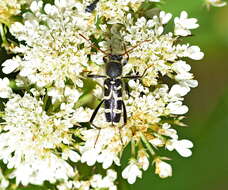 Image of Clytus rhamni Germar 1817