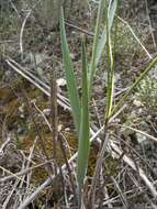 Image of Fritillaria lusitanica Wikstr.