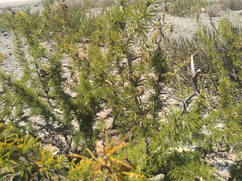 Image of Parkinsonia andicola