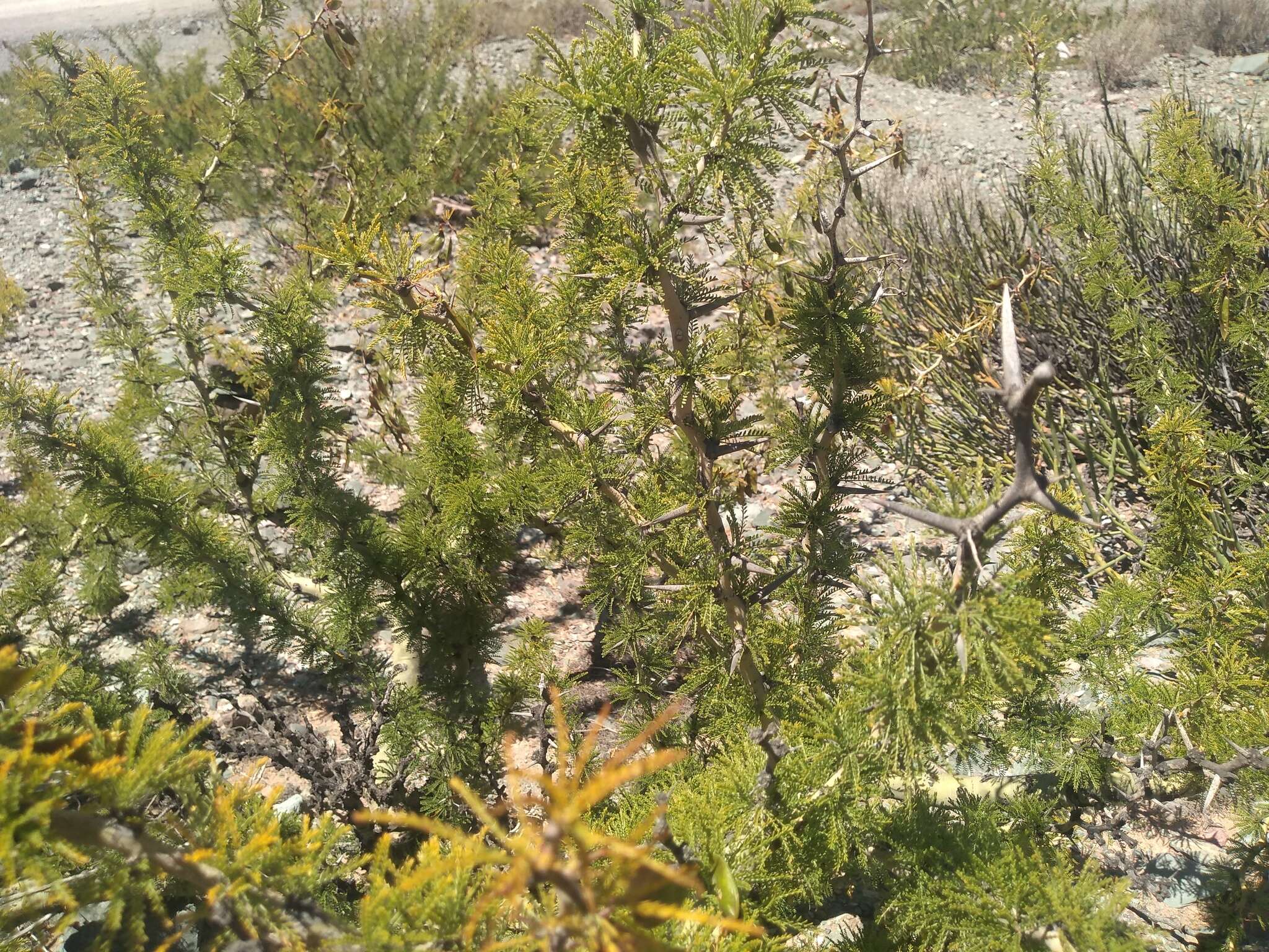 Image de Parkinsonia andicola