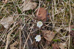 Image of Anemone amurensis Korshinsky