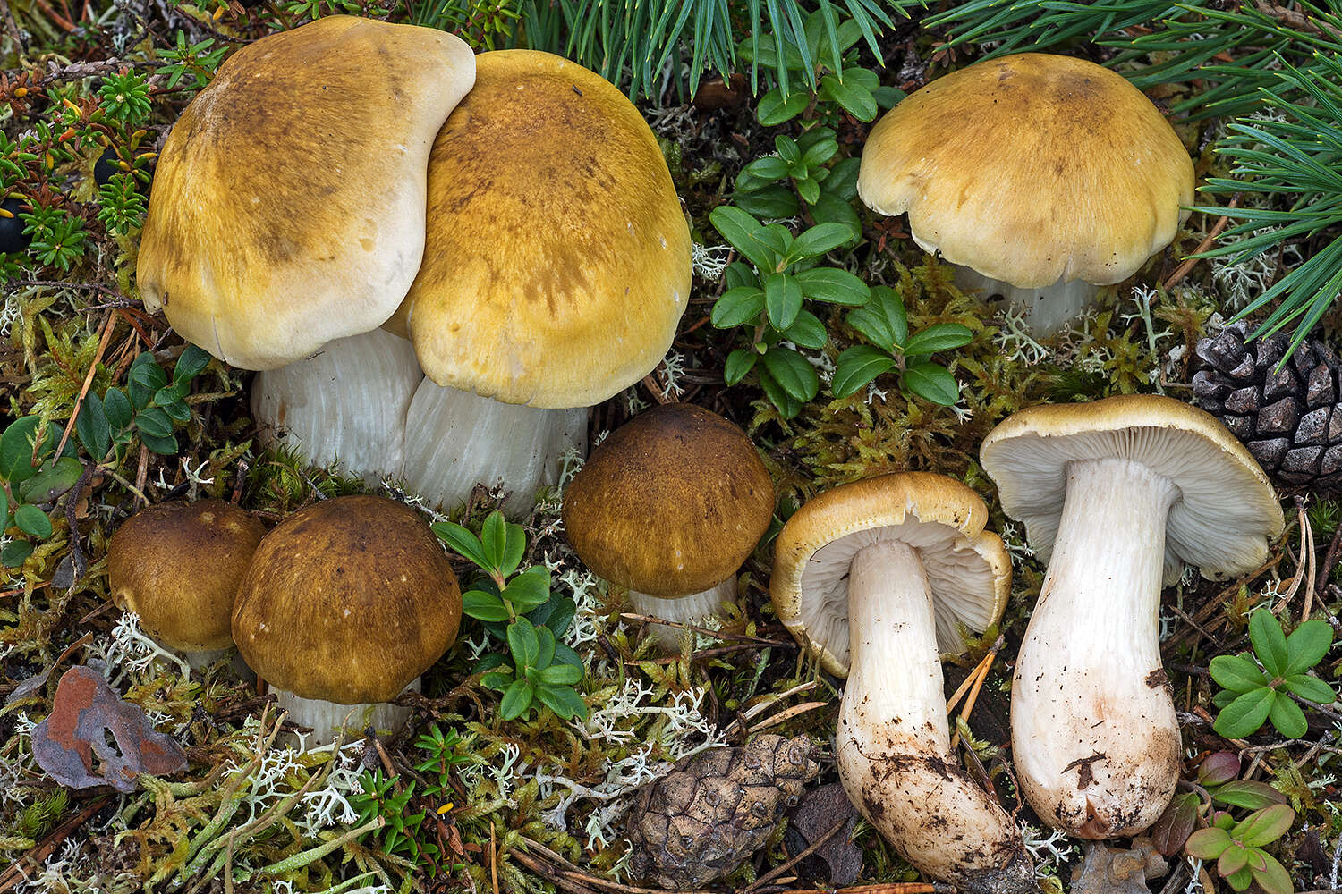 Image of Tricholoma arvernense Bon 1976