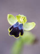 Image of Dark bee orchid