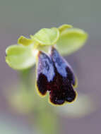 Image of Dark bee orchid