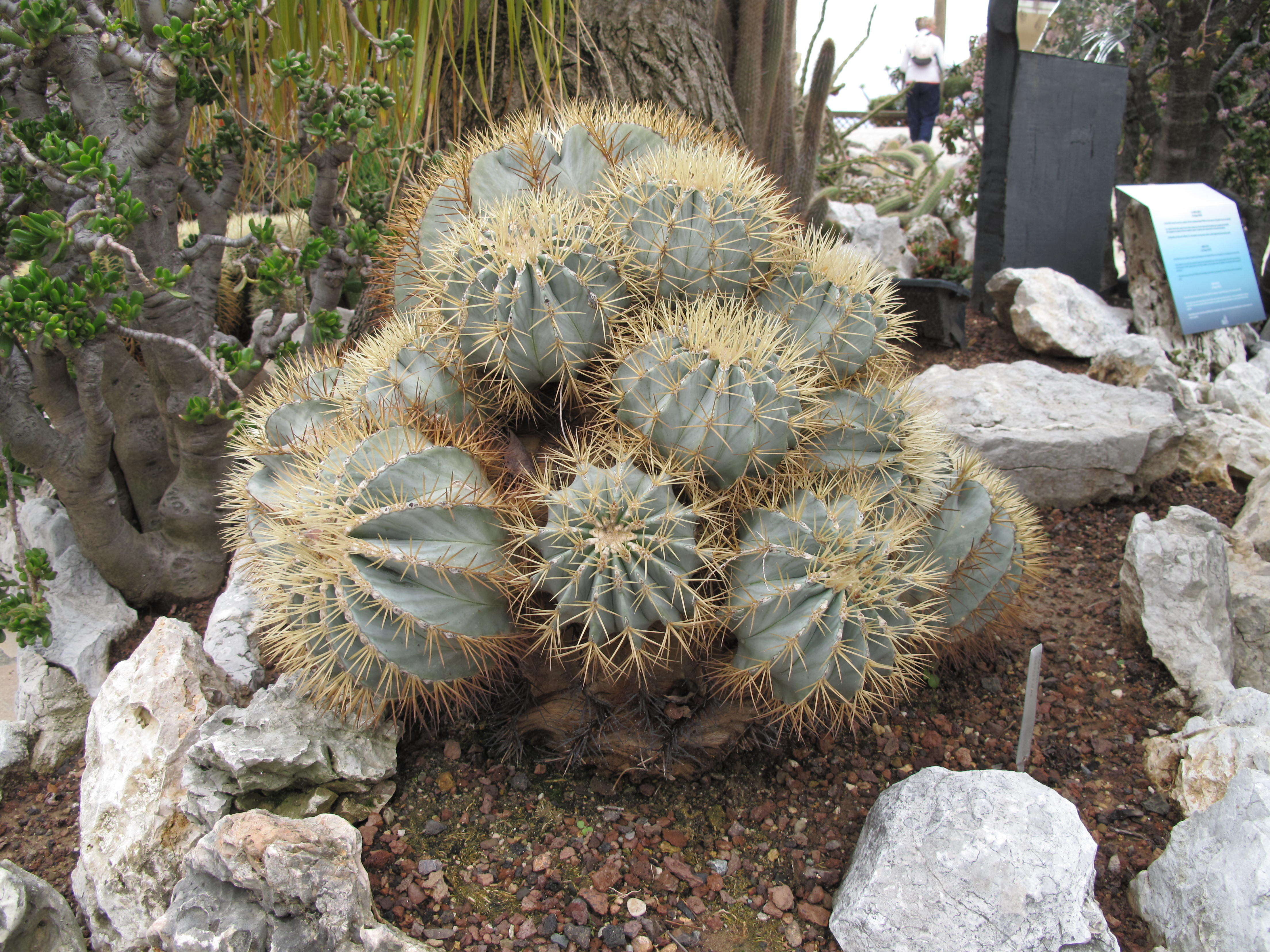 Ferocactus glaucescens (DC.) Britton & Rose resmi