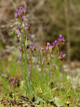 Image of Sawfly orchid