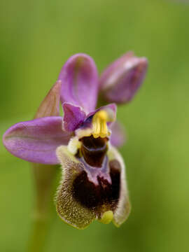 Image of Sawfly orchid