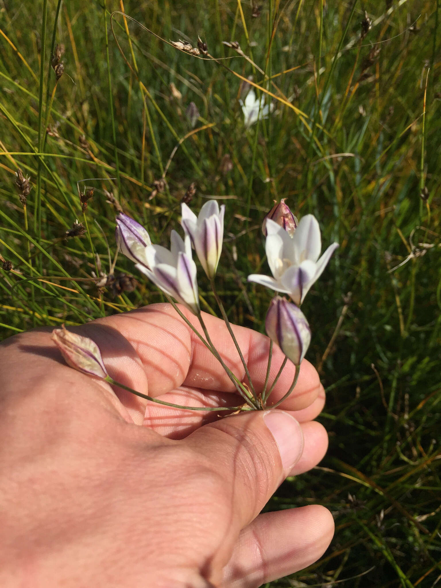 Image of long-ray brodiaea