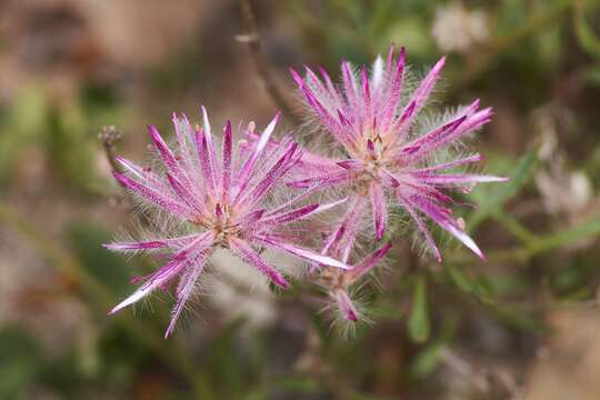 Image of <i>Ptilotus semilanatus</i>