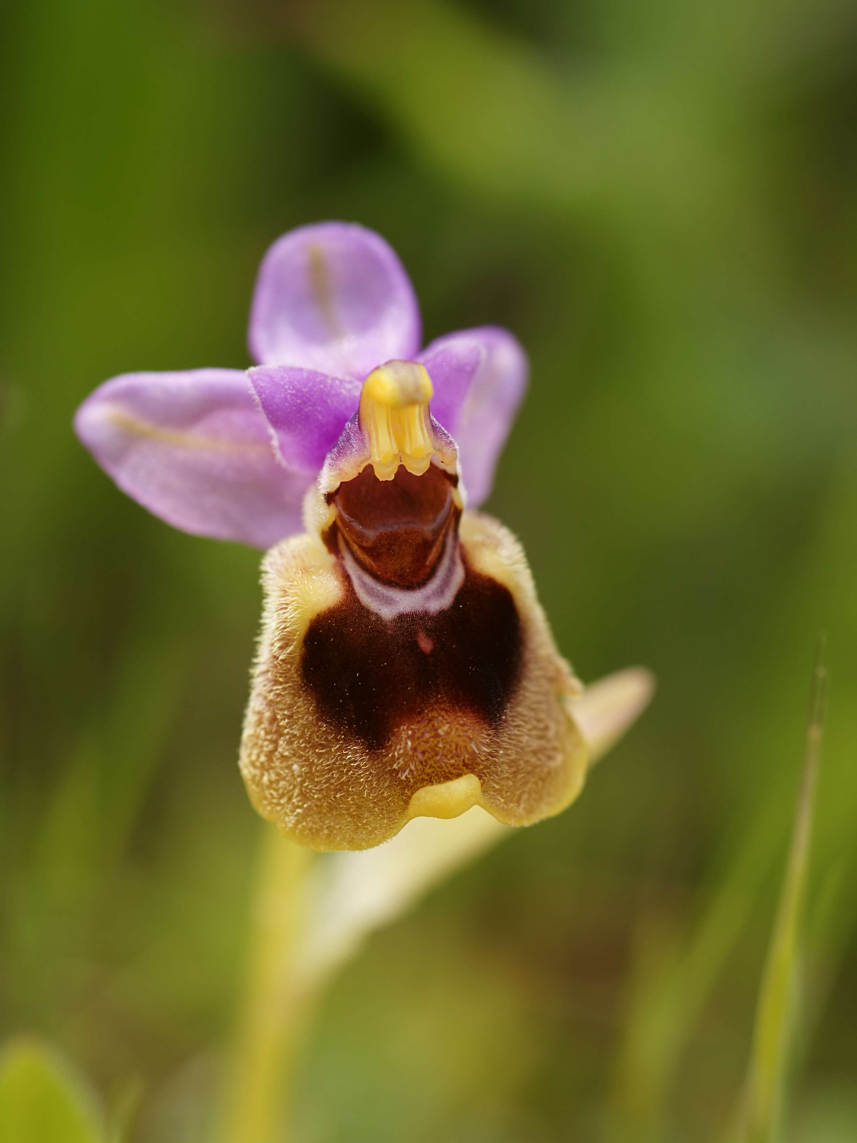 Image of Sawfly orchid