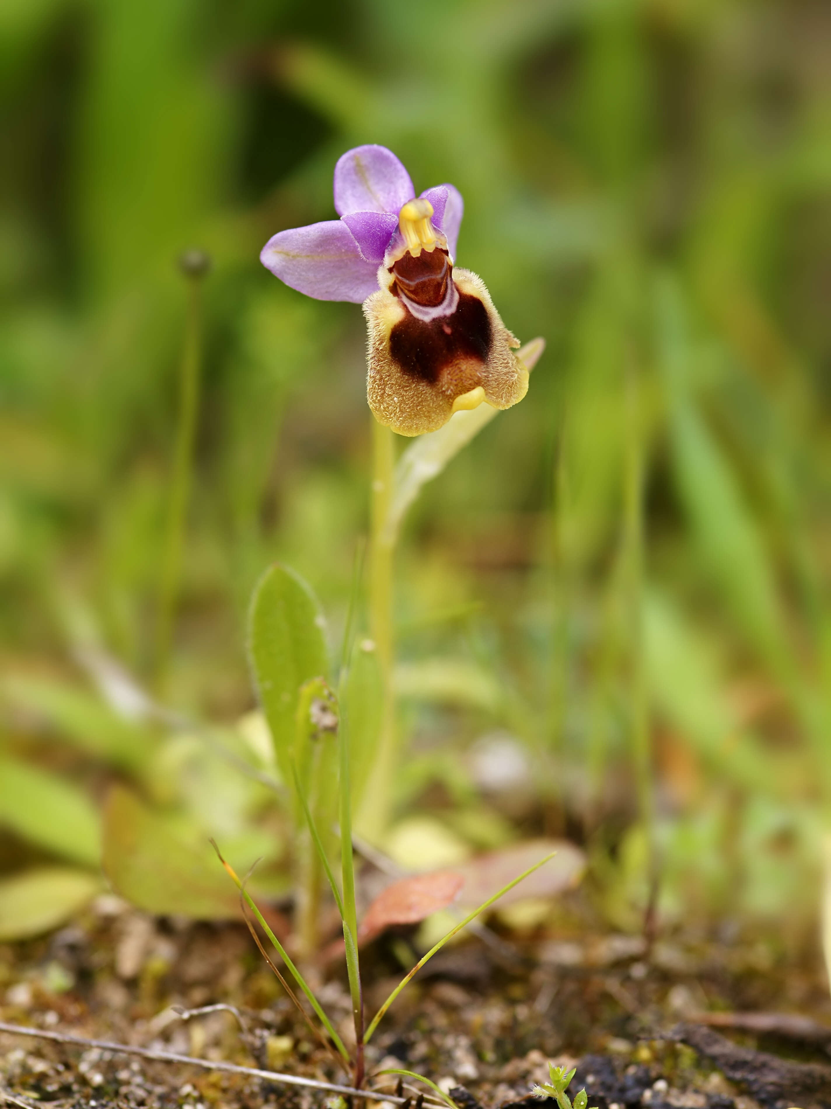 Image of Sawfly orchid