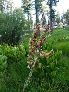 Image of California false hellebore