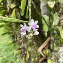 Image de Phalaenopsis deliciosa Rchb. fil.