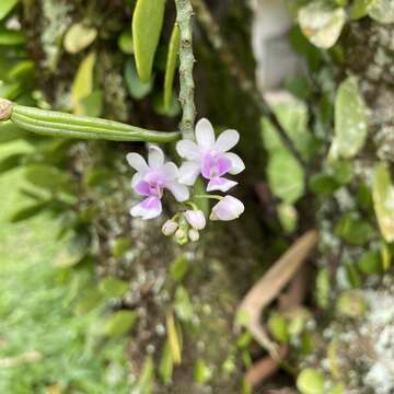 Image of Phalaenopsis deliciosa Rchb. fil.