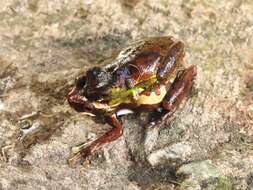 Sivun Dendropsophus luteoocellatus (Roux 1927) kuva