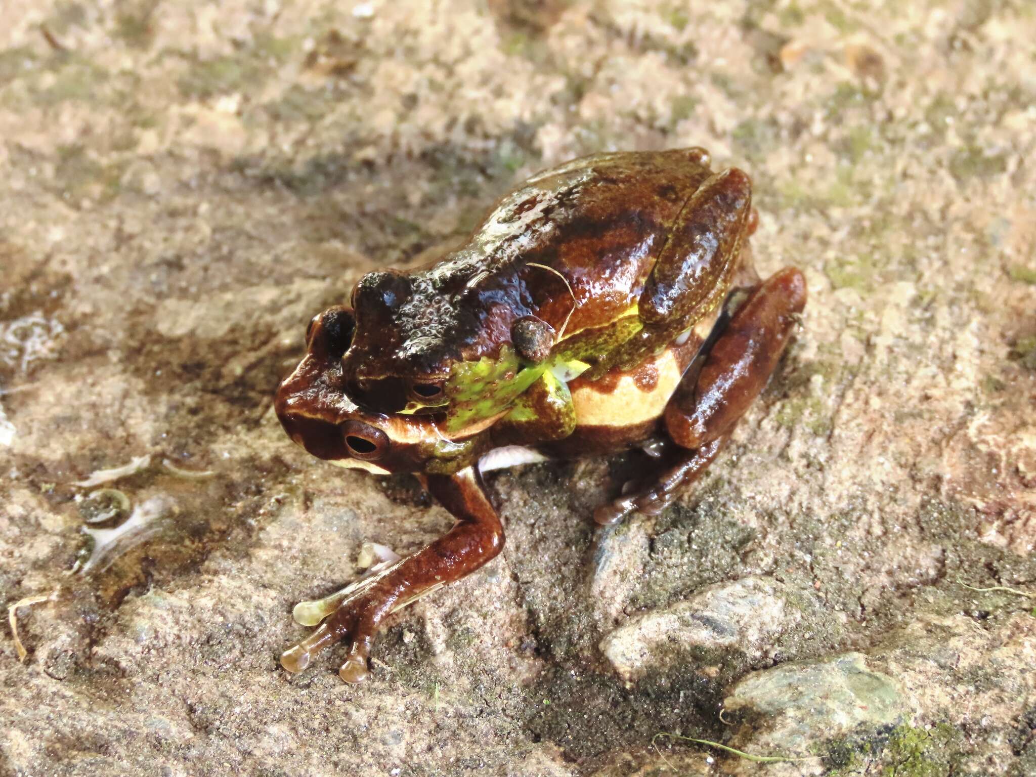 Image de Dendropsophus luteoocellatus (Roux 1927)