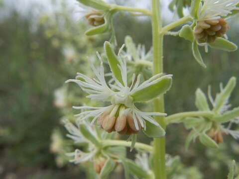 Image of rampion mignonette