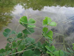 Plancia ëd Marsilea macropoda Engelm. ex A. Br.