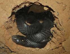 Image of Eastern Indigo Snake