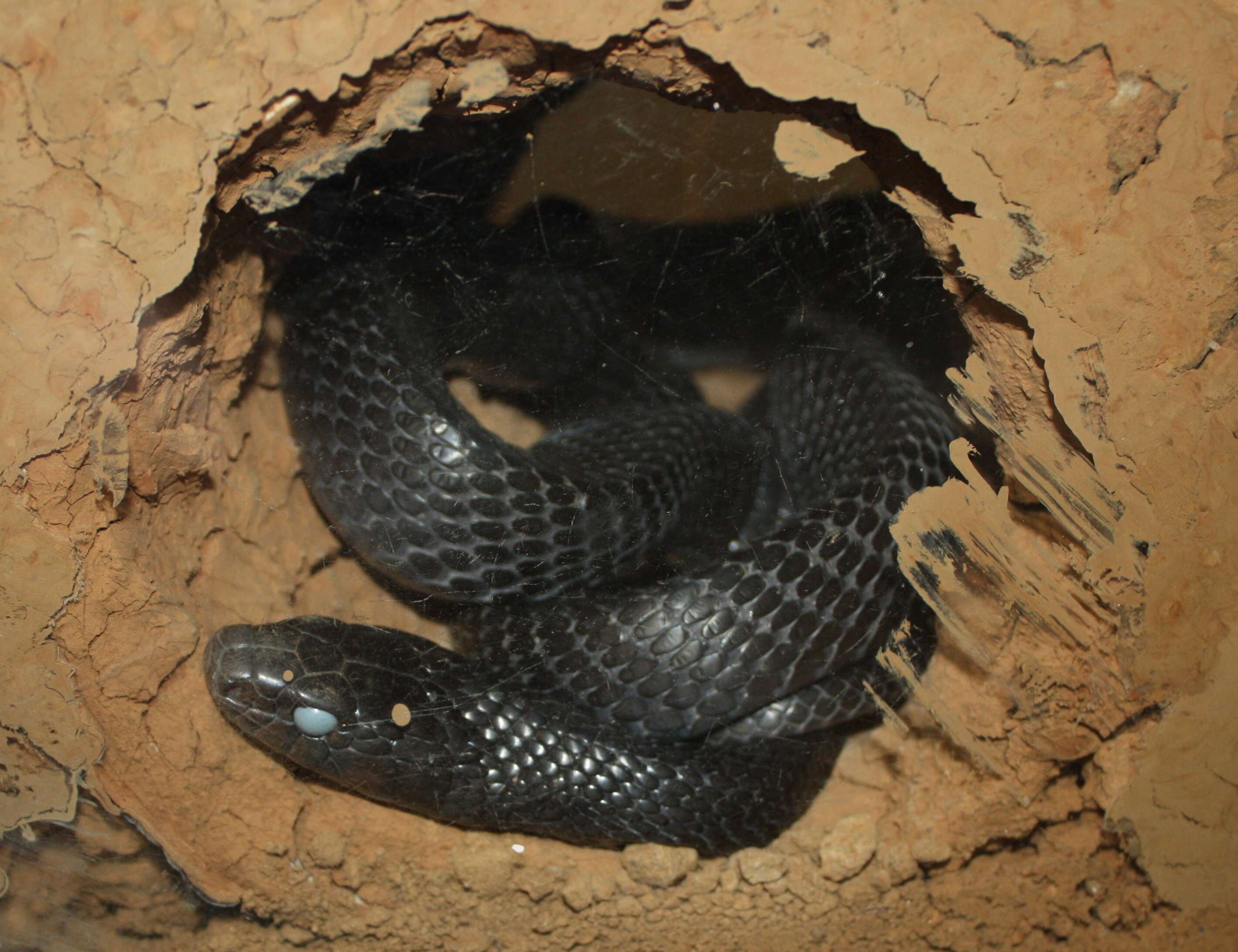 Image of Eastern Indigo Snake