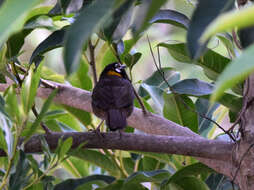 Image of White-eared Ground Sparrow