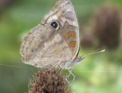 Image of Junonia nigrosuffusa Barnes & McDunnough 1916