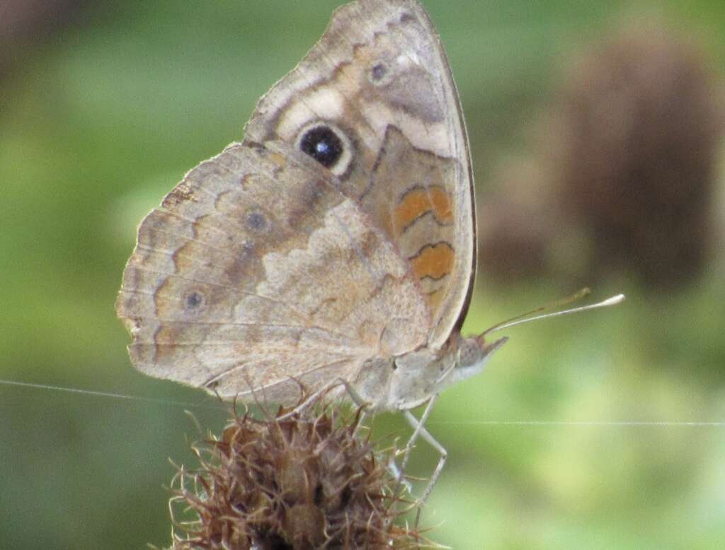 Image of Junonia nigrosuffusa Barnes & McDunnough 1916